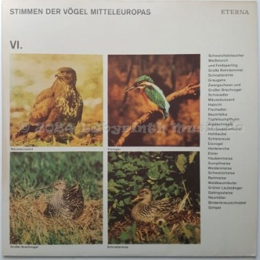 No Artist - Stimmen Der Vögel Mitteleuropas • VI. • 12" Vinyl LP • EX - Labyrinth Music
